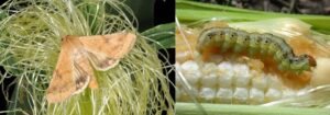 Figure 4. Corn earworm adult (left) that will be captured in the trap and larvae (right) which cause damage to the crop (Photos by John Obermeyer).