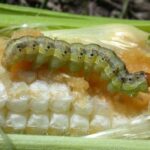 Figure 4. Corn earworm adult (left) that will be captured in the trap and larvae (right) which cause damage to the crop (Photos by John Obermeyer).