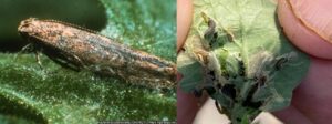 Figure 7. Tomato pinworm adult that will be captured in the traps (left; photo by GNORLY) and larvae damaging the plant (right; photo by Dan Egel).