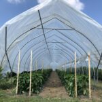 Caterpillar tunnel with peppers