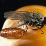 An adult seedcorn maggot next to the pupal casing it emerged from (Photo by John Obermeyer).