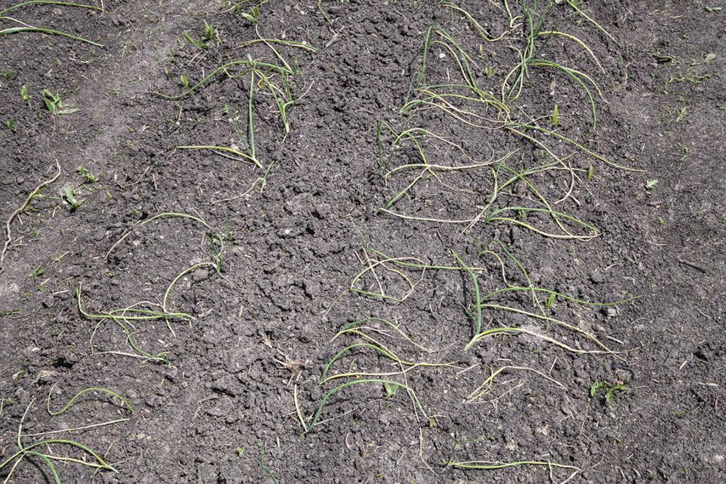 Onion transplants wilted on the soil due to seedcorn maggot feeding damage on the roots and developing onion bulbs (Photo by John Obermeyer).