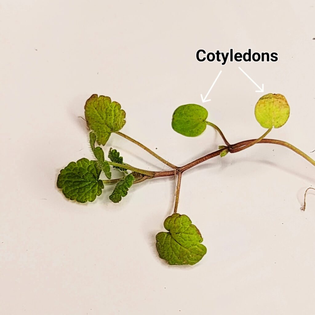 Henbit seedling cotyledons are round (Photo by Jeanine Arana).