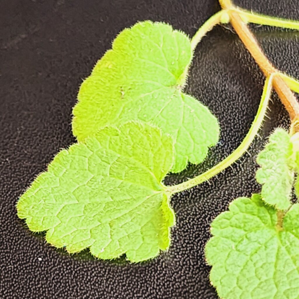 Henbit seedlings have hairy leaves and petioles (Photo by Jeanine Arana).