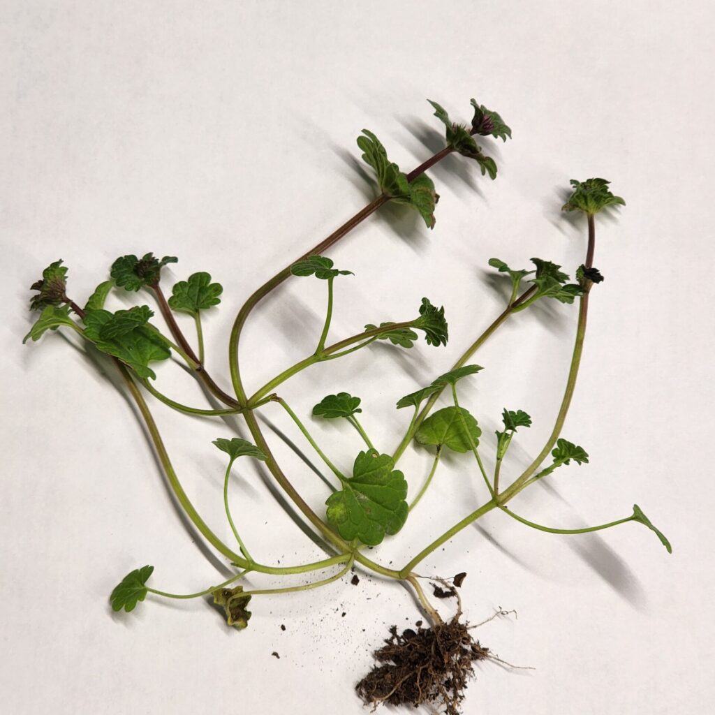Henbit has many branches throughout the length of the primary stem (Photo by Jeanine Arana).