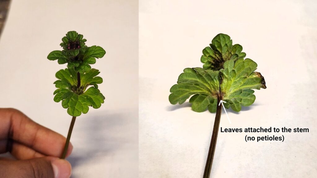 The upper leaves of mature henbit plants are directly attached to the stem without a petiole. Views from above (left) and below (right) (Photos by Jeanine Arana).