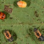 Figure 3: Asian lady beetle larvae and pupae on leaf (Photo by John Obermeyer).