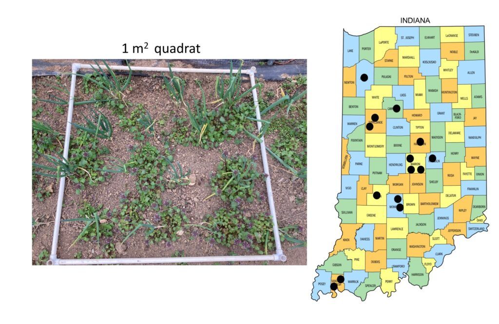 Figure 1. The quadrat used to estimate weed pressure at 14 high tunnel farms in Indiana (farms are indicated by the black dot on the map) (Photo by S. Willden).