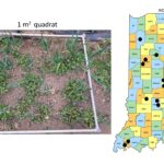 Figure 1. The quadrat used to estimate weed pressure at 14 high tunnel farms in Indiana (farms are indicated by the black dot on the map) (Photo by S. Willden).