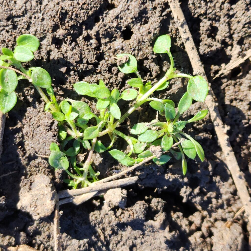 Figure 1. A common chickweed seedling growing in February 2023 in Lafayette, IN (Photo by Jeanine Arana).
