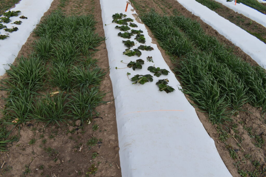 Figure 10. Oats planted within the row middles (walkways) of plasticulture strawberry production act as a living mulch (Photo by J. Arana).