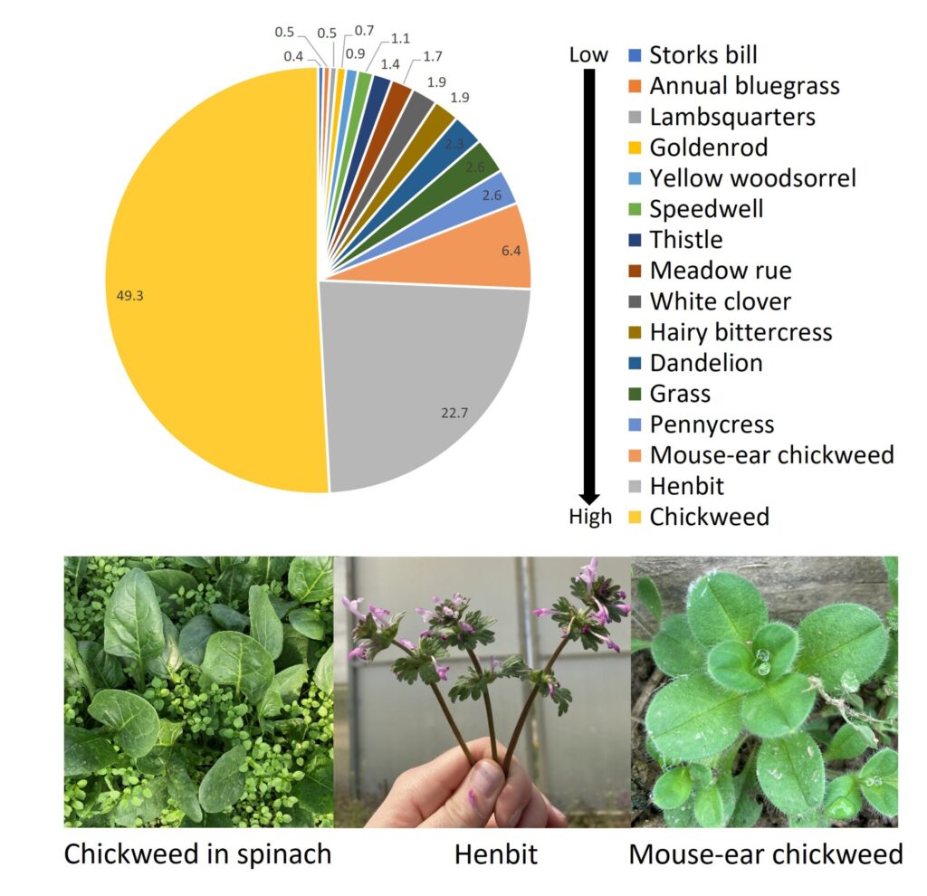 Figure 2. Relative percentage of weed specimens identified in high tunnels on farms from December 2022 – March 2023 (Photos by S. Willden).