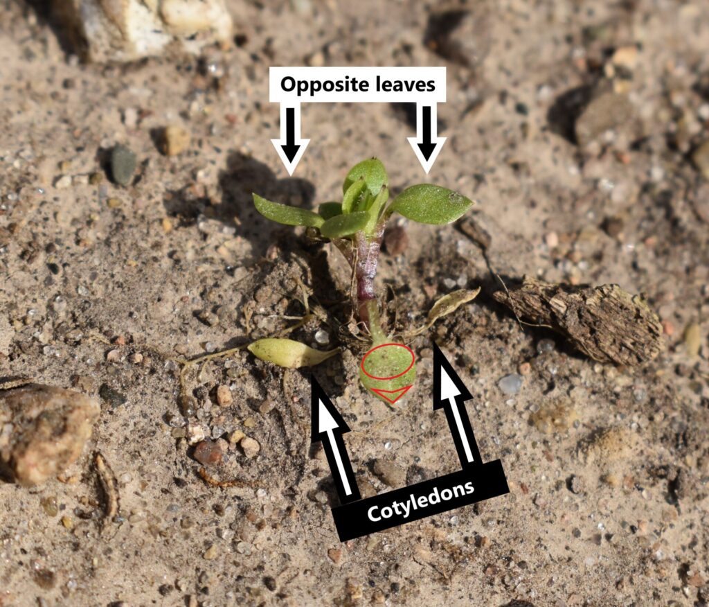 Figure 2. The cotyledons of a common chickweed seedling are ovate, and the leaves are opposite. The red circle and arrowhead delineate the leaf’s round base and pointy tip (Photo by Jeanine Arana). 