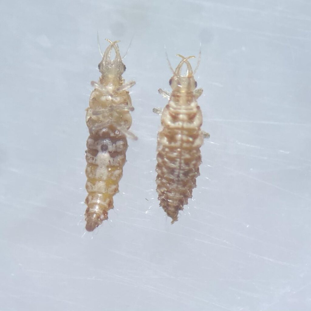 Figure 2. Lacewing larval specimen (Photo by Cristhian Ochoa).