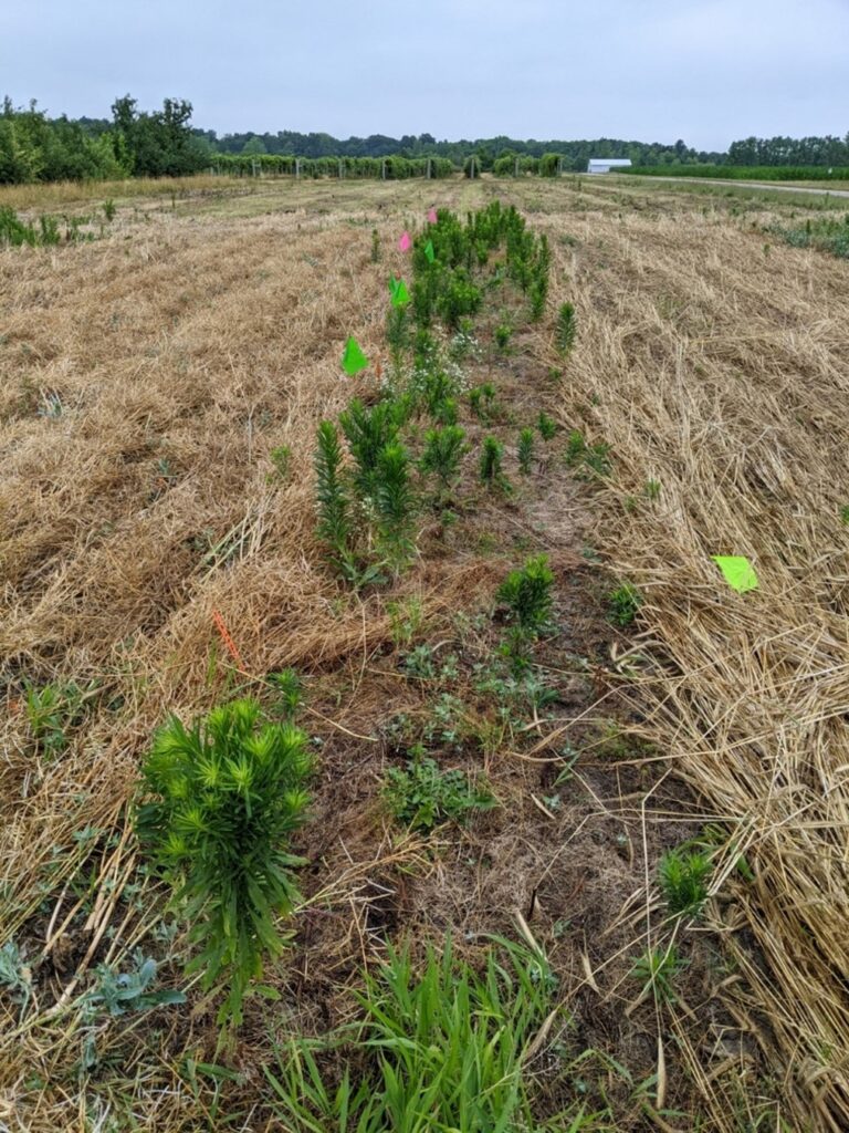 Figure 2. Marestail grows in a strip of land that was not planted with fall-seeded cover crops (center), while no marestail is present in the portion of the field planted with rapeseed (left) or cereal rye (right) (Photo by S.L. Meyers).