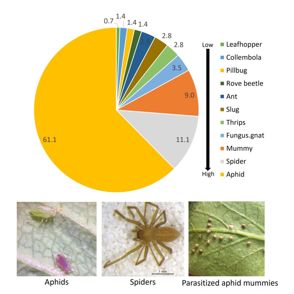 Figure 3. Relative percentage of invertebrate specimens identified on weeds in high tunnels on farms from Dec 2022 – Mar 2023 (Photos by S. Willden).