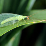 Figure 3. Lacewing adult (Photo by ).