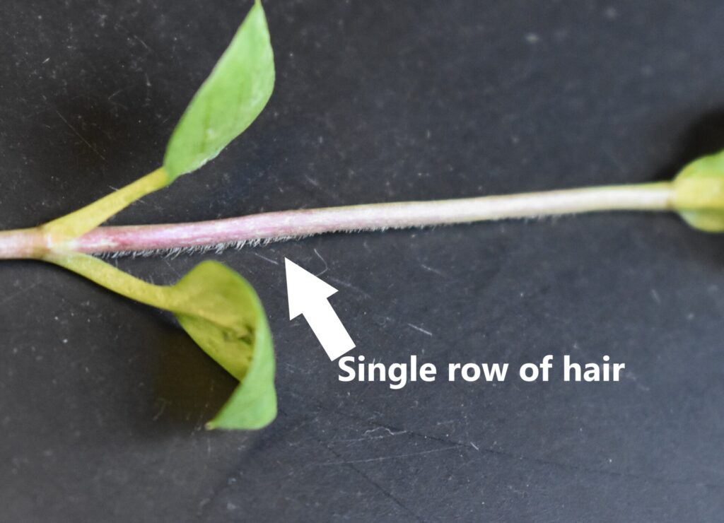Figure 4. Common chickweed stem with a single row of hair (Photo by Jeanine Arana).