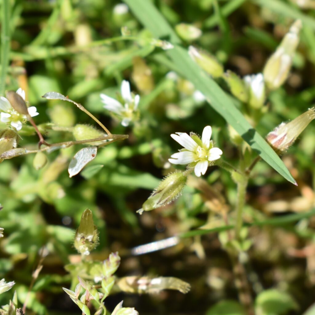 Figure 7. Mouse-ear chickweed star-shaped flowers have five shallowly-lobed, white petals (Photo by Jeanine Arana).