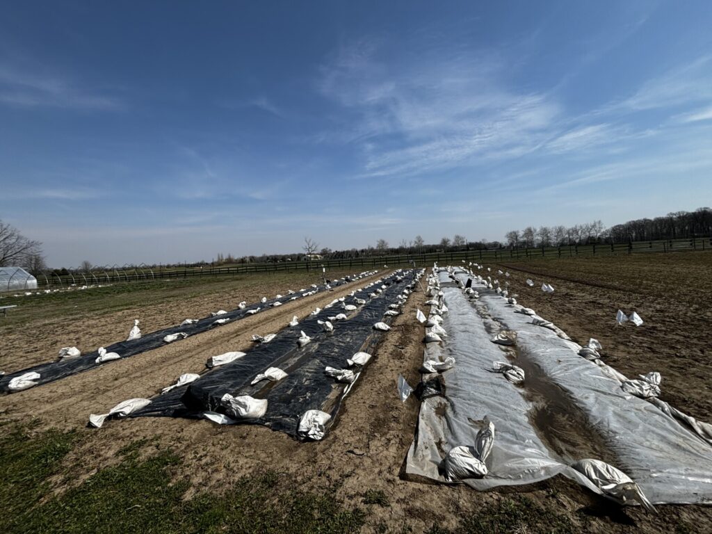 Figure 8. Silage tarps (left ) and clear tarps (right) are placed onto prepared planting beds to create a stale seedbed prior to transplanting onions (Photo by J. Cerritos).