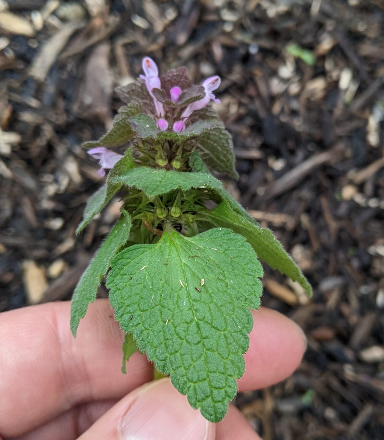 Weed Spotlight: Purple Deadnettle | Purdue University Vegetable Crops  Hotline