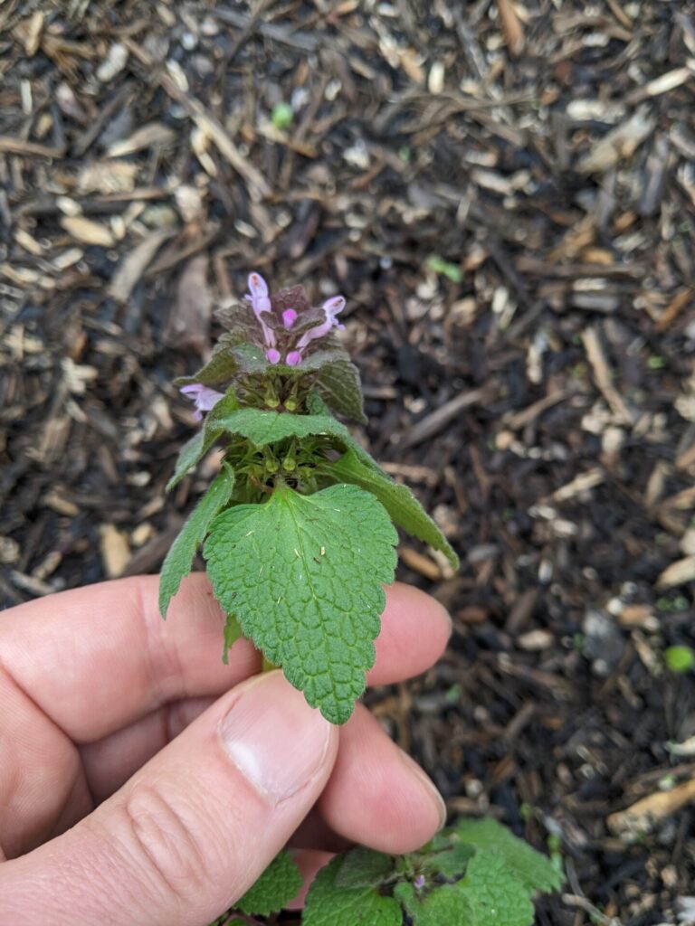 Figure 5. Purple deadnettle leaves at the top of the plant attach to the stem with a short petiole (Photo by Stephen Meyers).
