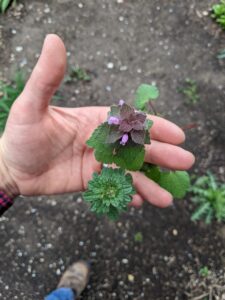 Figure 4. Purple deadnettle (above) leaves are more triangular in shape than the leaves of its close relative, henbit (below) (Photo by Stephen Meyers).