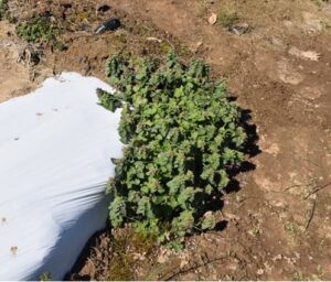 Figure 1. A purple deadnettle plant grows at the end of a plasticulture strawberry row in Vincennes, IN (Photo by Carlos Lopez).