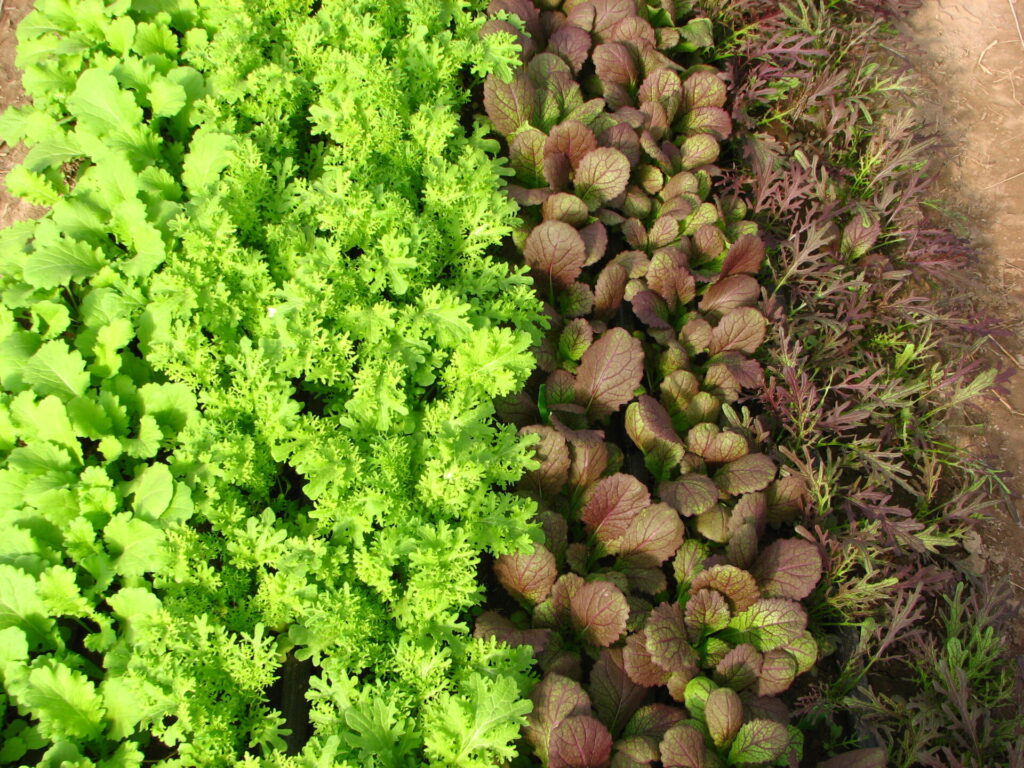Figure 1. Mustards direct-seeded on September 29, photo on October 28. Left to right, varieties Green Wave, Golden Frills, Giant Red, and Ruby Streaks (Photo by E. Maynard).