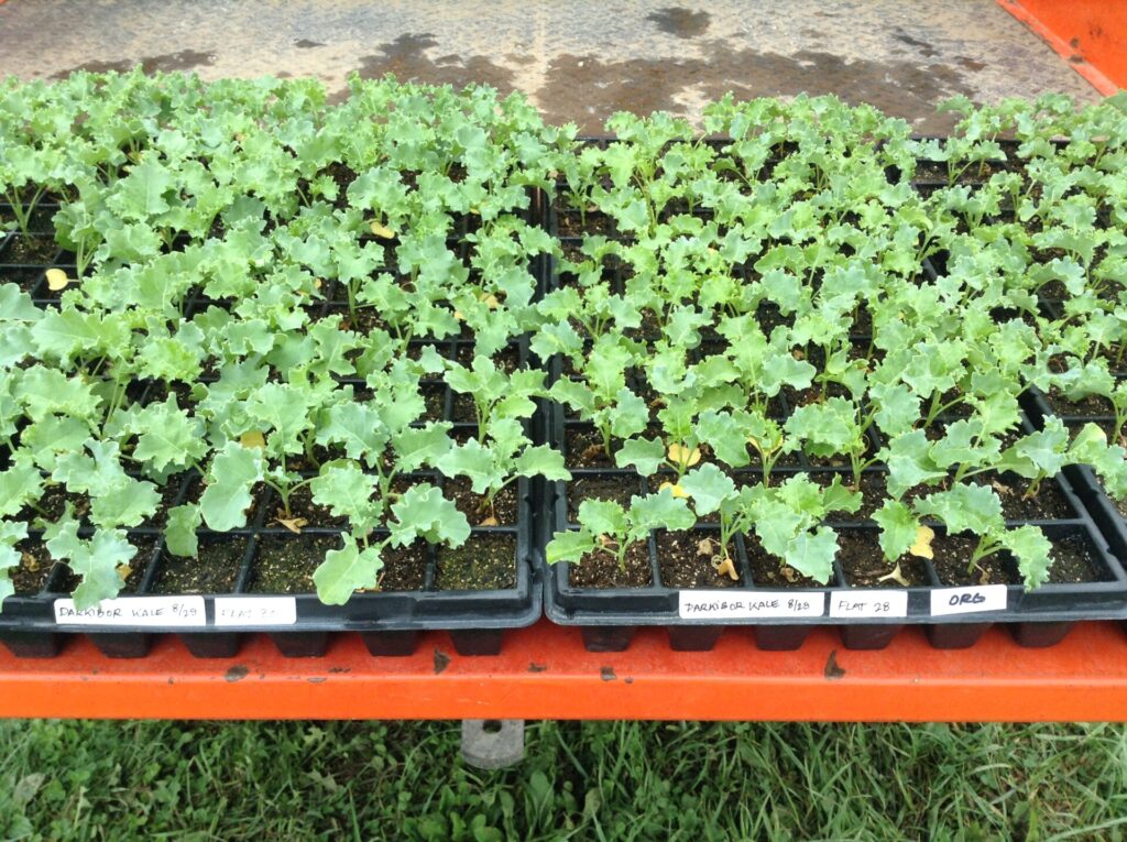 Figure 4. Month-old kale seedlings ready for transplanting into high tunnel (Photo by EA Bluhm).