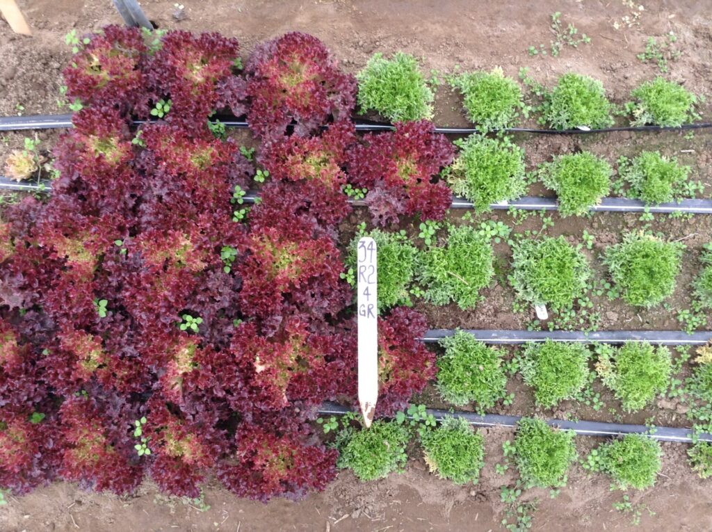 Figure 6. Multi-leaf lettuce 'Red Incised' (left) and 'Green Reef' (right), transplanted October 14, photo December 5 (Photo by E. A. Bluhm).