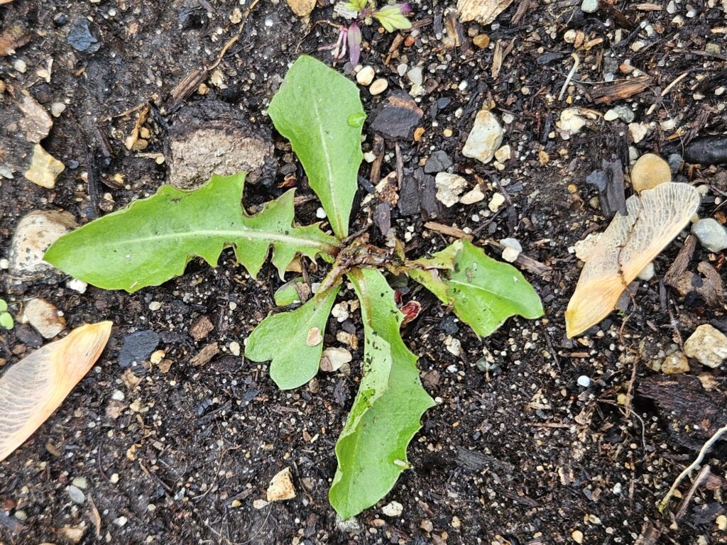 Figure 1. Dandelion seedling rosette (Photo by Celia Corado).