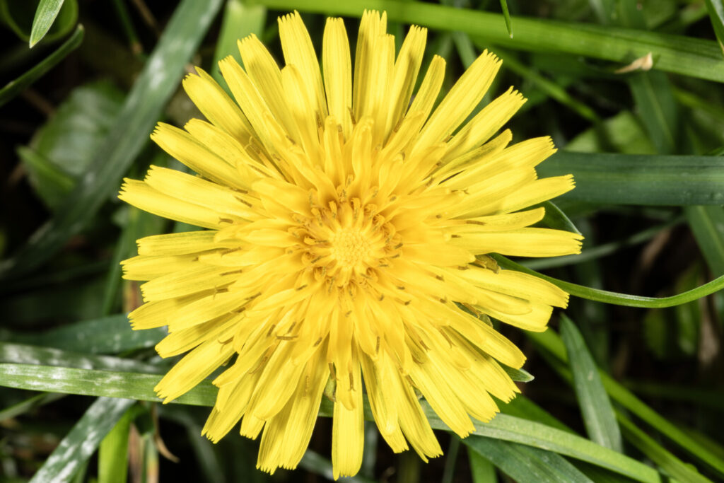 Figure 6. A dandelion inflorescence (flower head) consisting of hundreds of individual yellow flowers (Photo by John Obermeyer).