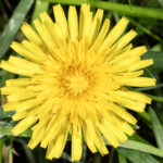 Figure 6. A dandelion inflorescence (flower head) consisting of hundreds of individual yellow flowers (Photo by John Obermeyer).