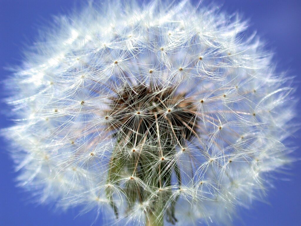 Figure 7. A dandelion seed head containing hundreds of mature seeds, each with its own pappus (parachute) (Photo by John Obermeyer).