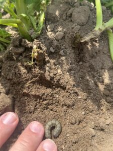 Figure 1. Cutworm damage and caterpillar from a potato field (photo by Jeff Burbrink).