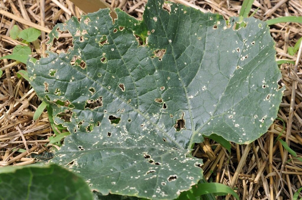 Figure 1. Feeding damage on zucchini by the adult beetles on leaves (Photo by John Obermeyer).