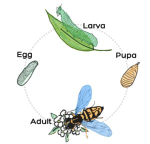Figure 1. Syrphid fly lifecycle (design by Sheyla Zablah).