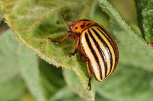 Figure 2. Colorado potato beetle adult (photo by John Obermeyer).