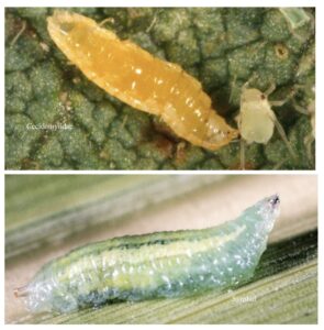 Figure 2. The larva of a predatory midge fly Cecidomyiidae (top panel) and a syrphid fly (bottom panel; photos by John Obermeyer).