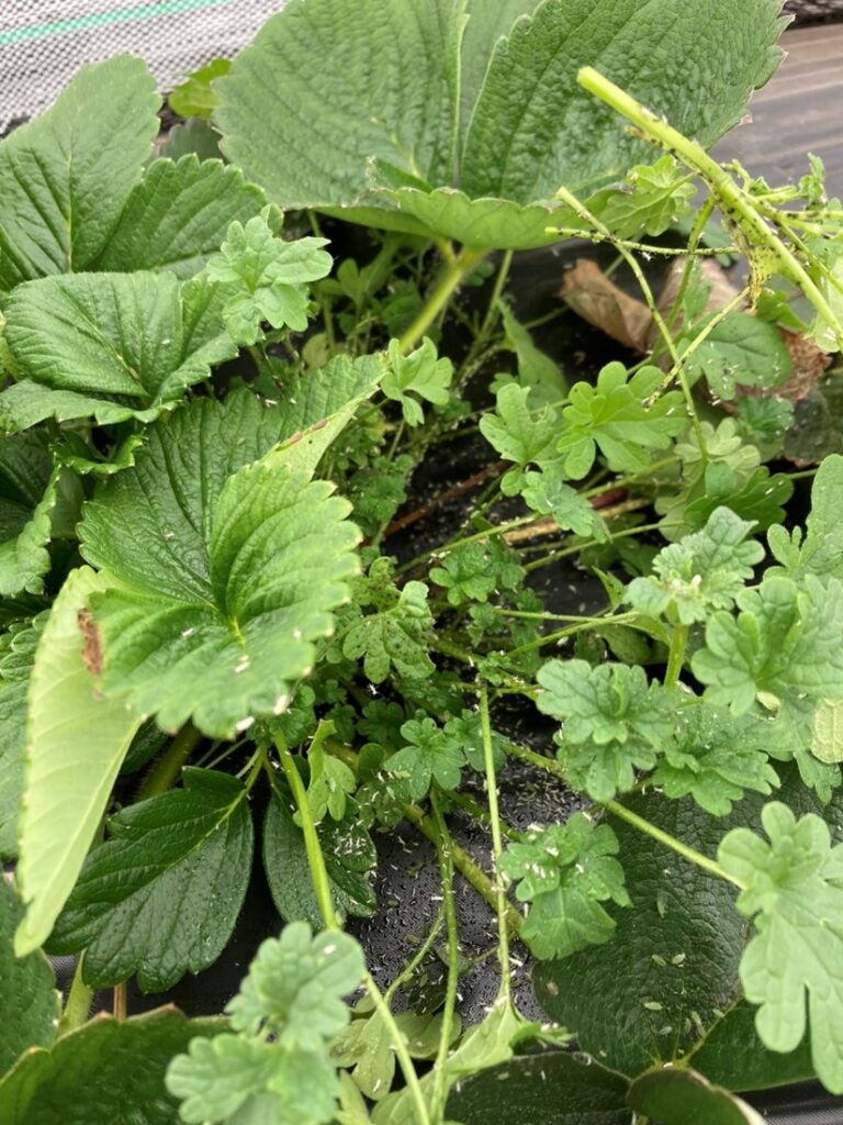Figure 2. A strawberry plant is next to a weedy patch that is hosting damaging aphids (Photo by Samantha Willden).