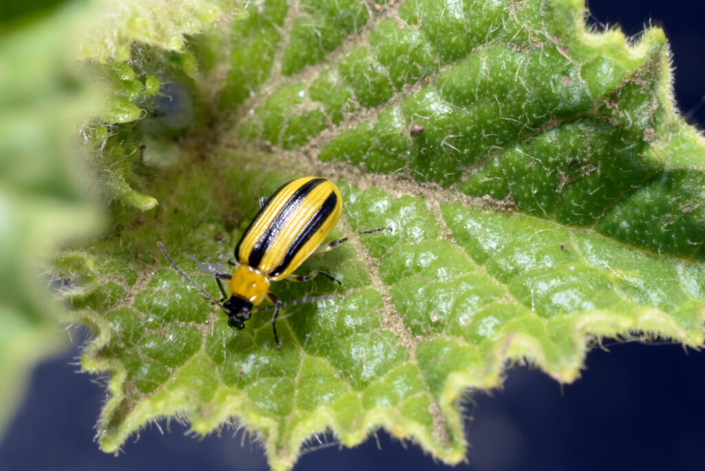 Figure 3. Adult striped cucumber beetle (Photo by John Obermeyer).