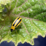 Figure 3: Adult striped cucumber beetle (Photo by John Obermeyer).