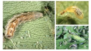 Figure 3. Syrphid larvae (photos by John Obermeyer).