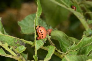Figure 4. Colorado potato beetle larvae (photo by John Obermeyer).