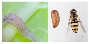 Figure 4. Eupeodes americanus larva (panel a; photo by Allison Zablah), pupa and adult (panel b; photo by John Obermeyer).