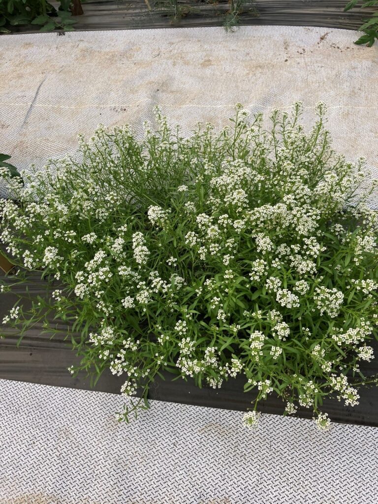 Figure 4. Companion planting with sweet alyssum (Photo by Samantha Willden).
