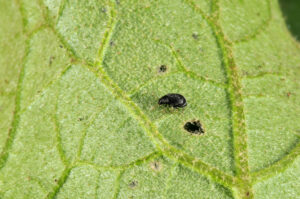 Figure 5. Flea beetles and their associated damage on potato (photo by John Obermeyer).