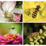Figure 5. Syrphid fly adults pollinating a variety of flowers (photos by John Obermeyer).