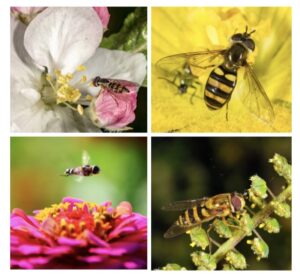 Figure 5. Syrphid fly adults pollinating a variety of flowers (photos by John Obermeyer).